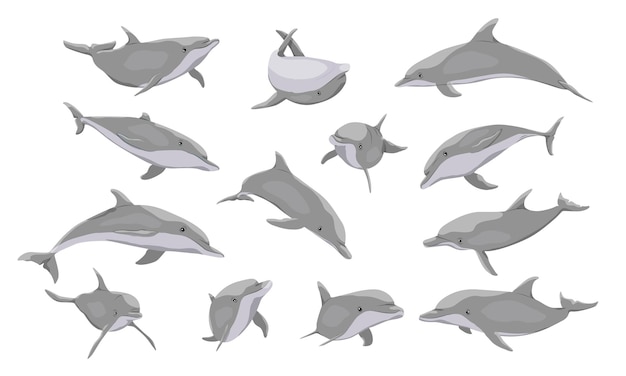 Common bottlenose dolphin set Dolphins Tursiops truncatus in different poses