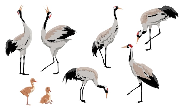 Common crane or Grus grus or Eurasian crane A collection of gray cranes in various poses