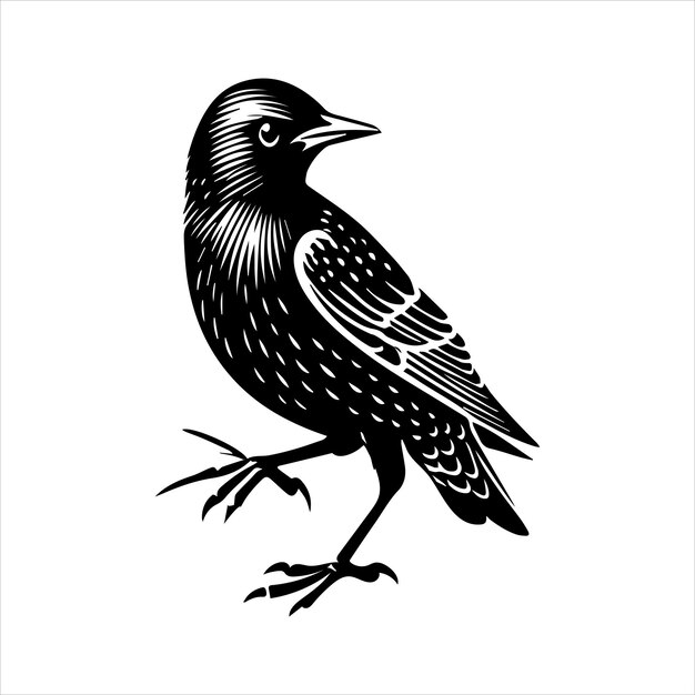 Vector common starling silhouette design european starling vector illustration in black and white