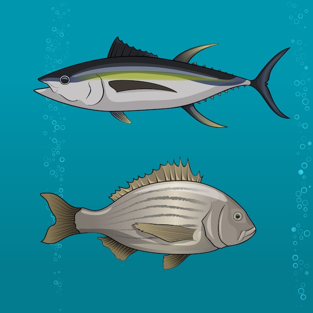 Common tune and seabream. Vector illustration