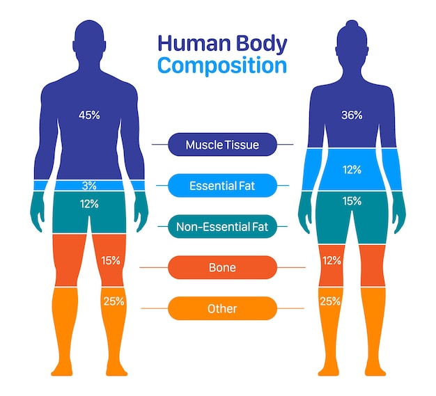 Comparison of male and female body composition Human body composition chart vector illustration