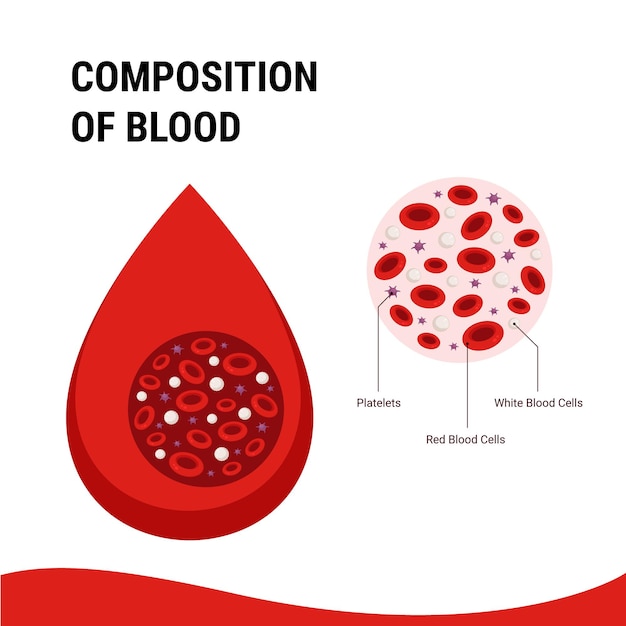 composition of blood infographic for the human circulatory system