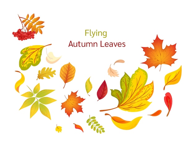 Composition of flying autumn colorful leaves