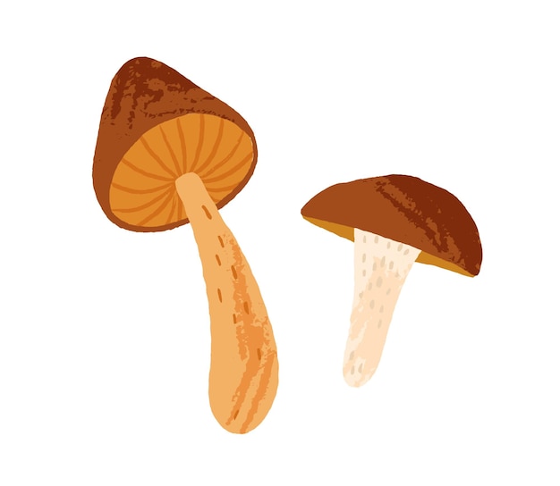 Composition of two raw edible mushrooms isolated on white background. Autumn forest food. Colored flat vector illustration of fungus.