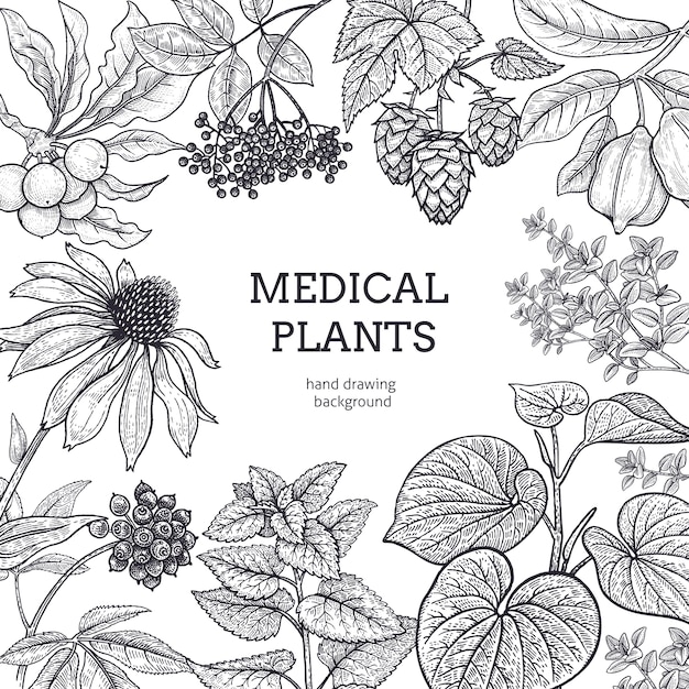 Composition with medical herbs and place for inscription. Vintage style engraving. Hand drawing. White and black graphics.  illustration for  texts and posters of alternative medicine.