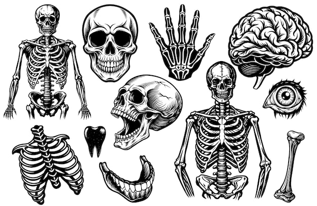 Vector comprehensive set of skeletal and anatomical silhouettes featuring skull bones hand brain