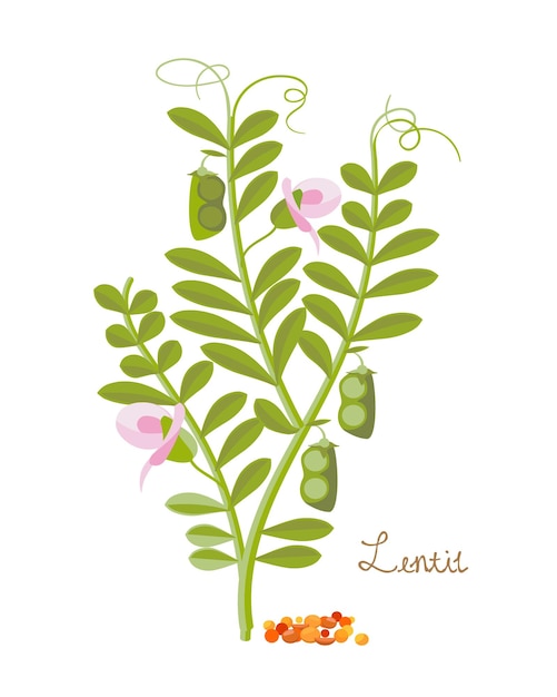 Concept of cereals legumes and plants Lentils with leaves grains