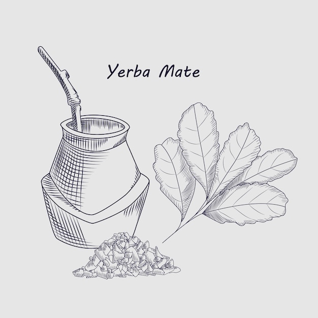 Concept of yerba mate drink. sketch drawing