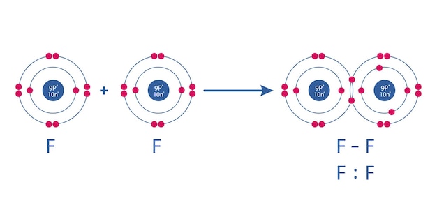 Conceptual vector representation of a fluorine molecule made up of two atoms and the types of chem