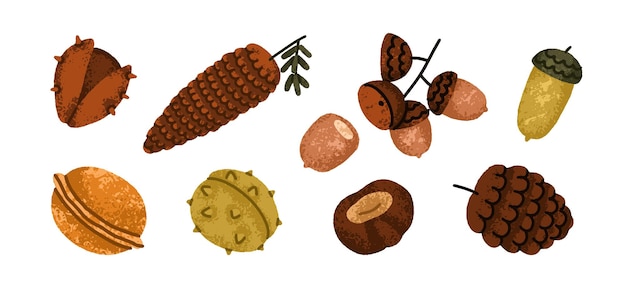 Vector cones chestnut nut acorn set autumn botanical decorations collection pinecone walnut fruit fall season decorative design elements flat vector illustration isolated on white background