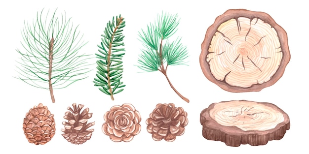 Conifer branches, cones and saw cut tree illustration set. Pine, spruce, fir tree branches and cones