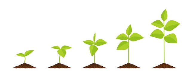 Constant growth of plants from sprout to adult. Phases of plant cultivation. Vector illustration in flat style.