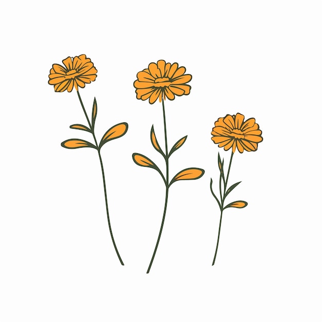 Vector contemporary marigold vector illustration for versatile use