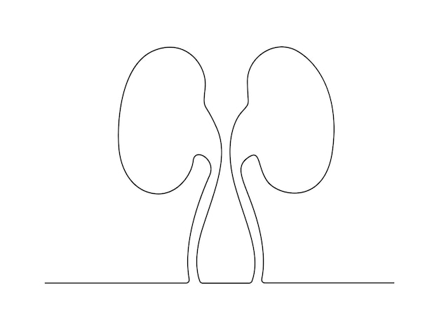 Continuous one line drawing of human kidney vector illustration free vector