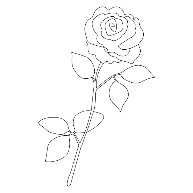 Continuous single One line rose design hand drawn drawing roses line art illustration