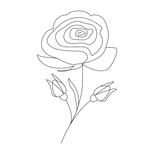 Continuous single One line rose design hand drawn drawing roses line art illustration