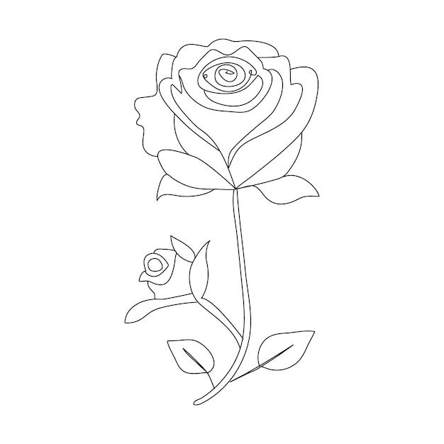 Continuous single One line rose design hand drawn drawing roses line art illustration