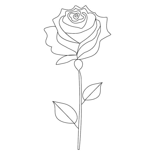 Continuous single One line rose design hand drawn drawing roses line art illustration