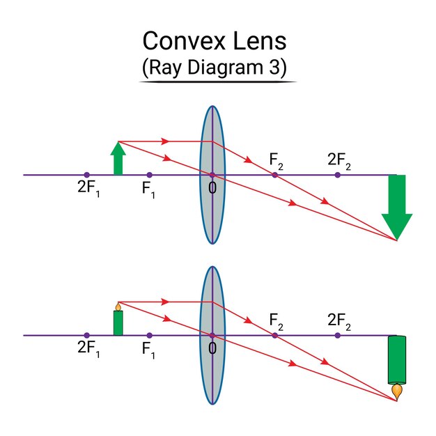 Vector convex lens ray diagram 3