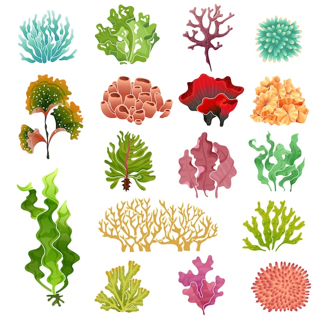 Coral and seaweed. Underwater flora, sea water seaweeds aquarium kelp and corals. Ocean plants vector set