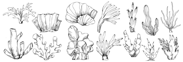 Corals isolated sketch