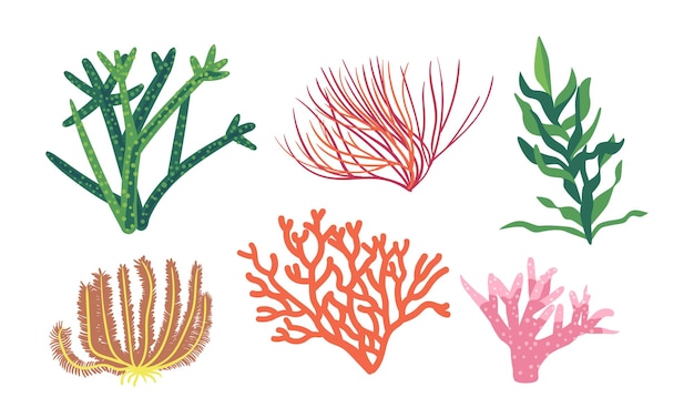 Corals and Seaweeds Underwater Kelp Or Laminaria Plants Isolated Marine Or Aquarium Grass Ocean Life Vegetation