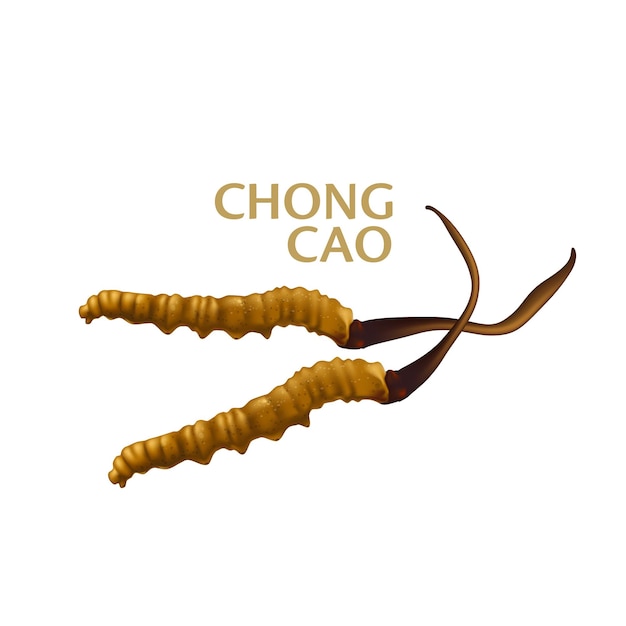 cordycepe sinensis CHONG CAO DONG CHONG XIA CAO or mushroom cordyceps