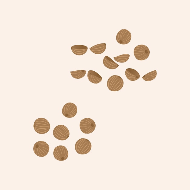 coriander seed Flat Vector illustration