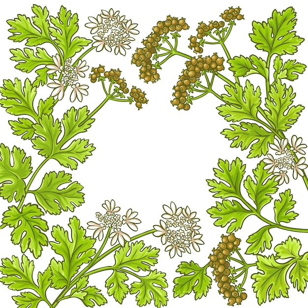 Coriander vector frame