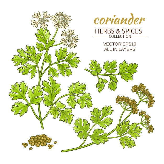 Coriander vector set