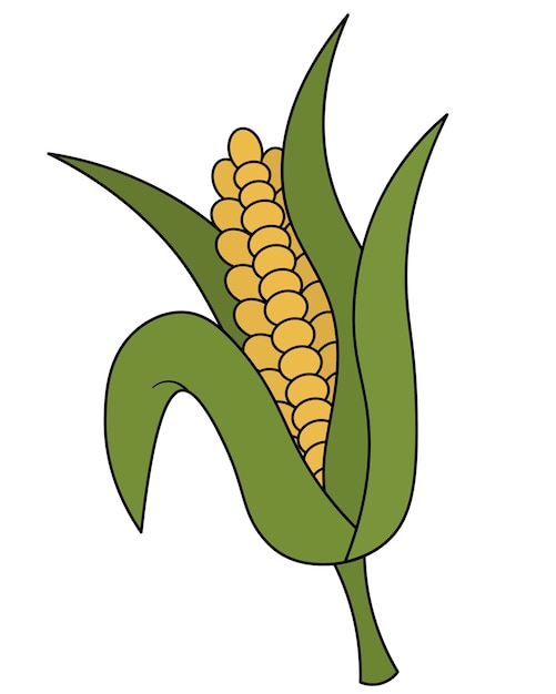 Corn in cartoon style Yellow corn cob wrapped in green leaves Juicy vegetable grains