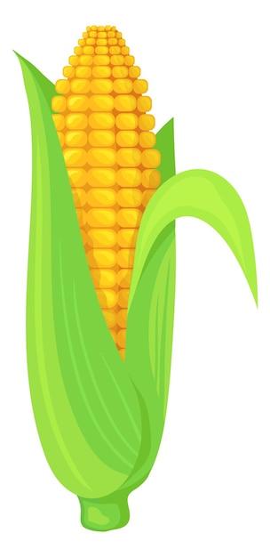 Corn cob in green leaves Cartoon maize crop isolated on white background