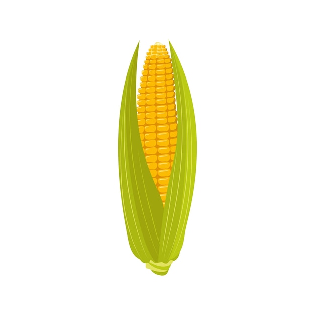 Corn on the cob with leaves and grains. Summer and autumn harvest, delicious food. Source of vitamins, yellow vegetables