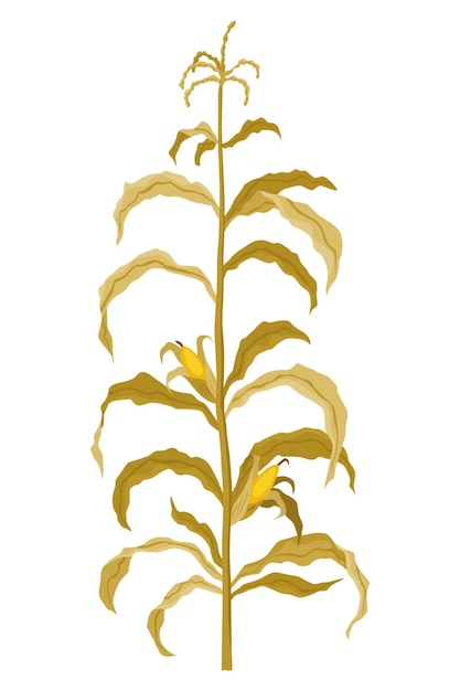 Corn growing stage Maize growth plant isolated on white background Farm plant evolving development stage Planting process