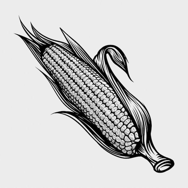 Corn hand drawing vintage engraving illustration