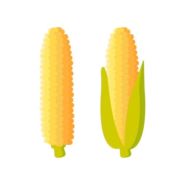 Corn icon maize isolated on white background Vector illustration