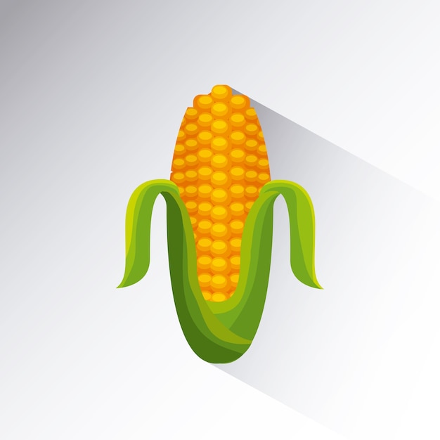 Corn icon over white background.