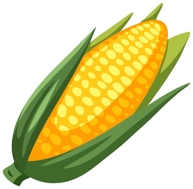 Corn isolated on white background