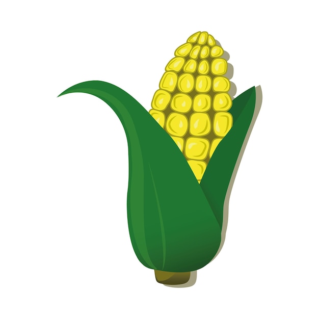 corn plant