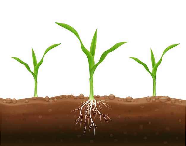 Corn seedlings with underground roots. Maize growth popular grain crop that is used for cooking.