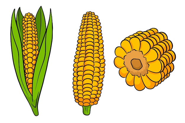 Corn set Fresh corn cobs with and without leaves In a cartoon style Vector illustration for design and decoration