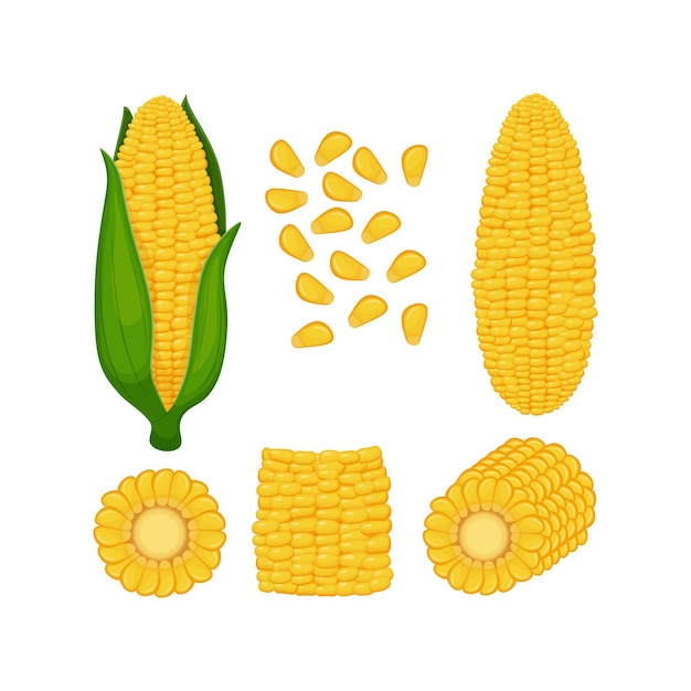 Corn A set with an image of whole corn with leaves without leaves pieces of corn and corn seeds Vector illustration on a white background