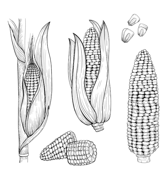 Corn sketch style illustration. Stylized sweet corn elements in engraved style. Corn isolated icons