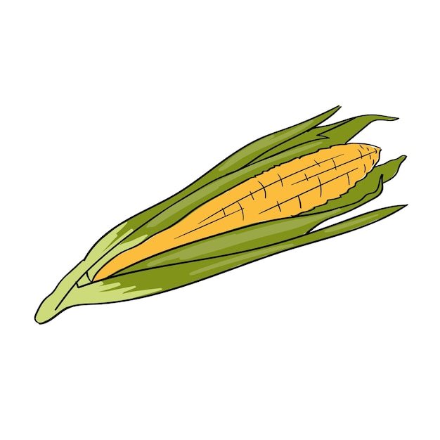 Corn Vector hand drawn illustration of vegetable Ingredient for cooking Isolated sticker