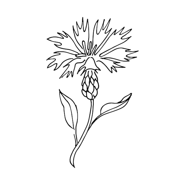 Cornflower black ink vector sketches Hand drawn doodles vector