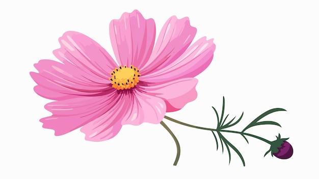 Vector cosmos flower isolated flat vector illustration