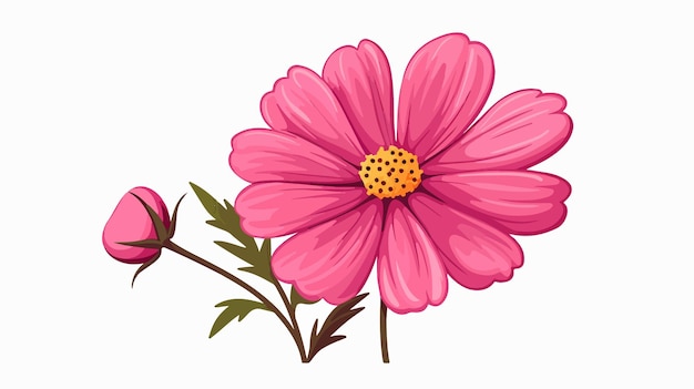 Vector cosmos flower isolated flat vector illustration