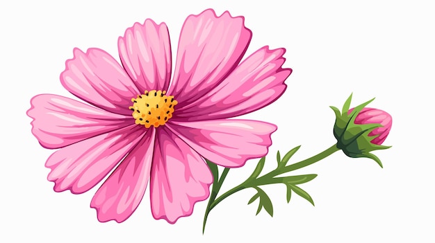 Vector cosmos flower isolated flat vector illustration