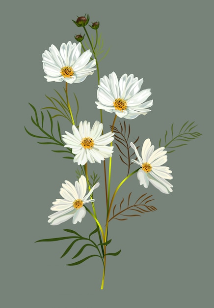 Cosmos flower white illustration