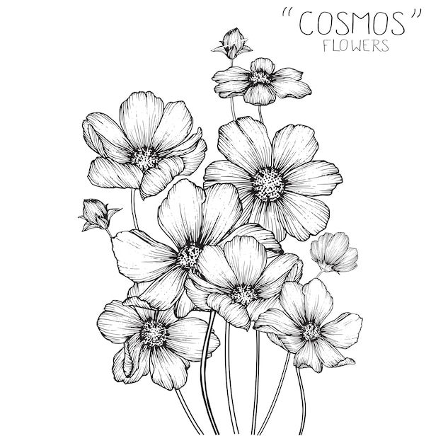 Cosmos flowers and leaf drawings